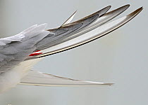 Detail of Arctic Tern (Sterna paradisaea) primary feathers. Farne Islands, Northumberland, July.