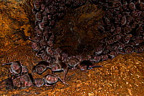 Common Vampire Bats (Desmodus rotundus), day roosting in a hollow tree. Chaco region, Argentina. October.