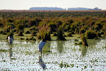 Jabiru Stork (Jabiru mycteria) in marsh habitat. Ibera wetland Provincial Park, Argentina, October.