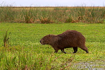 Capybara (Hydrochoerus hydrochaeris). Ibera Wetlands Provincial Nature Reserve, Corrientes, Argentina, October.