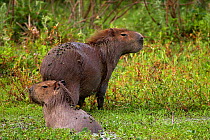Capybaras (Hydrochoerus hydrochaeris) emerging from water in wetland habitat. Ibera Wetlands Provincial Nature Reserve, Corrientes, Argentina, October.
