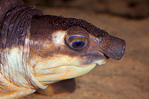 Pig nosed / Fly river turtle (Carettochelys insculpta) head portrait showing snout, Southern New Guinea, Northern Territory of Australia, vulnerable species. Captive.