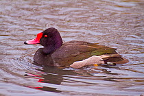 Rosy-billed pochard (Netta peposaca) on water, Eastern Central Southern USA. Captive.