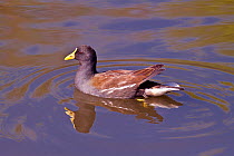 Moorhen (Gallinula chloropus) on water with reflection, yellow bill caused by a recessive gene, Barnes, South London, UK. Captive.