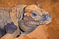 Rhinoceros iguana (Cyclura cornuta) head portrait, Dominican Republic, Haiti, vulnerable species. Captive.