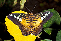 Clipper butterfly (Parthenos sylvia) resting on yellow flower with wings open, Philippines. Captive.