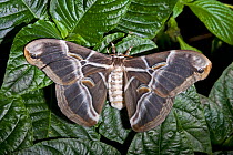 Eri silkmoth (Samia cynthia ricini) female resting with wings on open on leaves, Northern India, China. Captive.