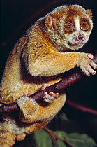 Greater slow loris (Nycticebus coucang) clinging to branch, ranging from Bangladesh east to Borneo, vulnerable species. Captive.
