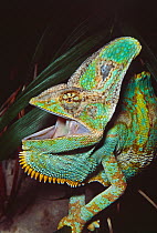 Yemen / Veiled / Casqued chameleon (Chamaeleo calyptratus) male close up with mouth open, Yemen. Captive.