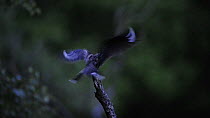 Eurasian nightjar (Caprimulgus europaeus) landing on a broken branch, churring, Norfolk, England, UK, June. Sequence 1/2.