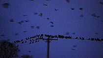 Rooks (Corvus frugilegus) gathering on overhead cables prior to roosting, Buckenham, Norfolk, England, UK, January