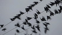 Rooks (Corvus frugilegus) at pre-roost gathering on overhead wire, Buckenham, Norfolk, England, UK, January