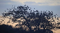 Rooks (Corvus frugilegus) taking off from pre-roost gathering in tree, Buckenham, Norfolk, England, UK, January