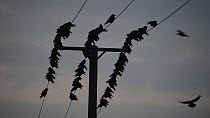 Rooks (Corvus frugilegus) at pre-roost gathering on telegraph wire, Buckenham, Norfolk, England, UK, January