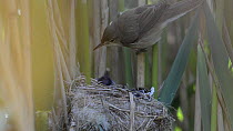Reed warbler (Acrocephalus scirpaceus) feeding twelve day old Cuckoo (Cuculus canorus) chick at nest, Norfolk, England, UK, May. Sequene 1/2