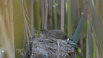 Reed warbler (Acrocephalus scirpaceus) sitting on twelve day old Cuckoo (Cuculus canorus) chick   at nest, Norfolk, England, UK, May Sequence 2/2