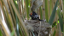 Reed warbler (Acrocephalus scirpaceus) feeding twelve day old Cuckoo (Cuculus canorus) chick at nest and removing faecal pellet, Norfolk, England, UK, May