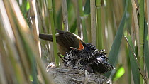 Reed warbler (Acrocephalus scirpaceus) with twelve day old Cuckoo (Cuculus canorus) chick at nest, Norfolk, England, UK, May