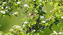 Grasshopper warbler (Locustella naevia) singing, Norfolk, England, UK, April
