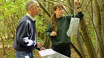 Hazel Ryan and John Puckett, members of Kent Mammal Group, conducting a monthly dormouse survey, sexing, weighing and ID marking Hazel dormouse (Muscardinus avellanarius), Kent, England, UK, September...