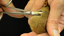 Researcher from Kent Mammal Group ID marking a Hazel dormouse (Muscardinus avellanarius), Kent, England, UK, September 2011. Model released.