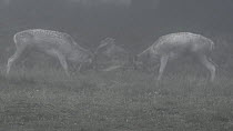 Two male Fallow deer (Dama dama) fighting in mist during the rut, Richmond Park, London, England, UK, October.