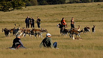People watching Fallow deer (Dama dama) herd, Richmond Park, London, England, UK, October 2011.