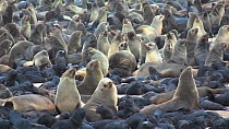 Cape fur seals (Arctocephalus pusillus) at colony, Cape Cross, Namibia, December