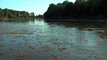 Tisza mayflies (Palingania longicauda) swarming, River Tisza, Hungary, June