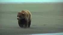 Grizzly bear (Ursus arctos horribilis) walking on beach during sandstorm, Lake Clark National Park, Alaska, USA