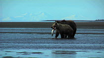 Grizzly bear (Ursus arctos horribilis) with cub feeding on salmon, Lake Clark National Park, Alaska, USA, September