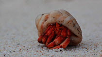 Tawny hermit crab (Coenobita rugosus) emerging from shell and walkging away, exiting to the rear of the frame, Christmas Island, Indian Ocean, Australian Territory, December