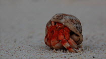 Tawny hermit crab (Coenobita rugosus) emerging from shell and walking away, exiting to the left of the frame, Christmas Island, Indian Ocean, Australian Territory, December