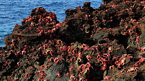Christmas Island red crabs (Gecarcoidea natalis) gathered on coastal rocks during spawning, Christmas Island, Indian Ocean, Australian Territory, November