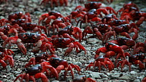 Group of Christmas Island red crabs (Gecarcoidea natalis) walking during migration, Christmas Island, Indian Ocean, Australian Territory, December