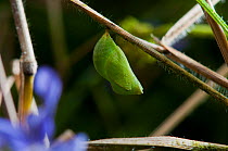 Speckled Wood Butterfly (Pararge aegeria) pupa camouflaged as a leaf. Studio, Bristol.