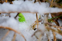 Speckled Wood butterfly (Pararge aegeria) pupa, hibernating in snow. Studio, Bristol.