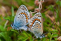 Welsh variety of Silver Studded Blue Butterflies (Plebejus argus caernensis) mating. Great Ormes Head, North Wales, June.