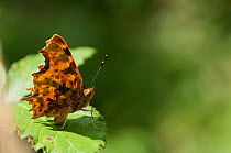 Comma Butterfly (Polygonia c-album) sunning on Bramble bush (Rubus fruticosus). Bookham Commons, Surrey.
