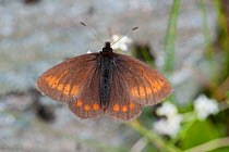 Mountain Ringlet Butterfly (Erebia epiphron). Ben Lawers Killin, Scotland.