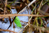 Speckled Wood Butterfly (Pararge aegeria) pupa among thawing snow. UK.