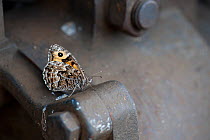 Grayling Butterfly (Hipparchia semele) resting on industrial equipment. Healey Mills Marshalling yard, West Yorkshire, July.