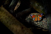 Peacock Butterfly (Inachis io) hibernating in log pile. Wings open to show warning eye pattern on wing topside. Studio. Bristol, UK, March.