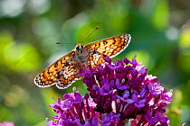 Glanville Fritillary (Melitaea cinxia) resting on Valarian flowers (Centranthus ruber). Ventnor, Isle of Wight, May.