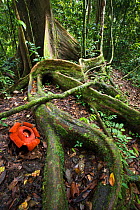 Flower of locally endemic Rafflesia (Rafflesia tengku-adlinii), flower diameter 22cm, blooming amongst the tangled giant buttress roots of (Shorea sp) on forest floor within lowland Dipterocarp rainfo...
