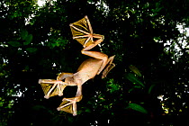 Wallace's flying frog (Rhacophorus nigropalmatus) male flying / gliding down from the canopy to temporary pools on the forest floor. Lowland dipterocarp rainforest, Danum Valley, Sabah, Borneo