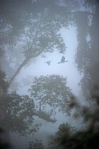 Rhinoceros hornbills (Buceros rhinoceros) pair flying over the canopy with mist hanging over lowland Dipterocarp rainforest in heart of Danum Valley, Sabah, Borneo (digitally modified image)
