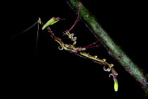 Flower Mimic mantis (possibly Toxodera sp) from lowland dipterocarp forest, Danum Valley, Sabah, Borneo