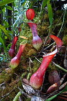 RF- Aerial pitchers of the red variant of pitcher plant (Nepenthes reinwardtiana) growing in mossy heath (kerangas) forest on the southern plateau of Maliau Basin, Sabah's 'Lost World', Borneo. (This...
