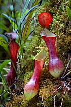 Aerial pitchers of the red variant of pitcher plant (Nepenthes reinwardtiana) growing in mossy heath (kerangas) forest on the southern plateau of Maliau Basin, Sabah's 'Lost World', Borneo